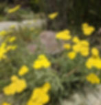 'Moonshine' Yarrow