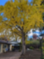 Ginkgo (Gingko biloba)