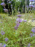 Cleveland Sage in Bloom