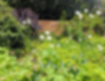 Matilija Poppies