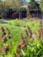 Hummingbird Sage in Formal Garden Concept