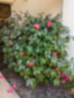 Camellia Shrub