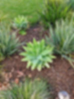 Bright Green Agave