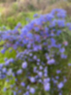 'Dark Star' Ceanothus