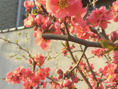 3月の百万遍さんの手づくり市出店が終了☆