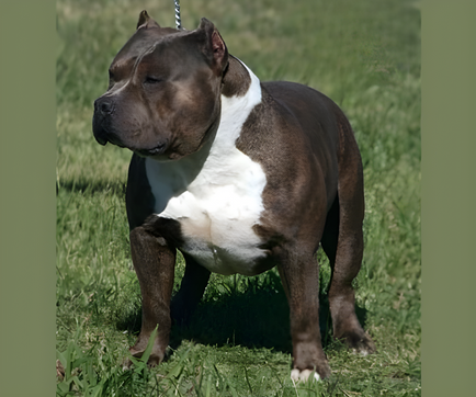 Grand Champion Homie Bully Market