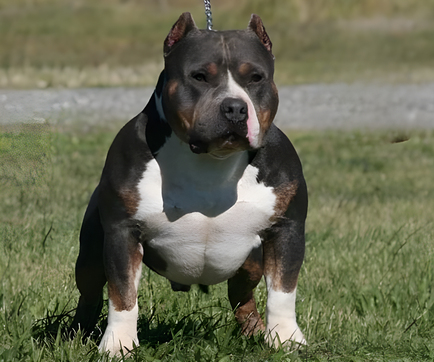 Grand Champion Lock & Load Bully Market