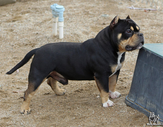 Bully Market Loomis