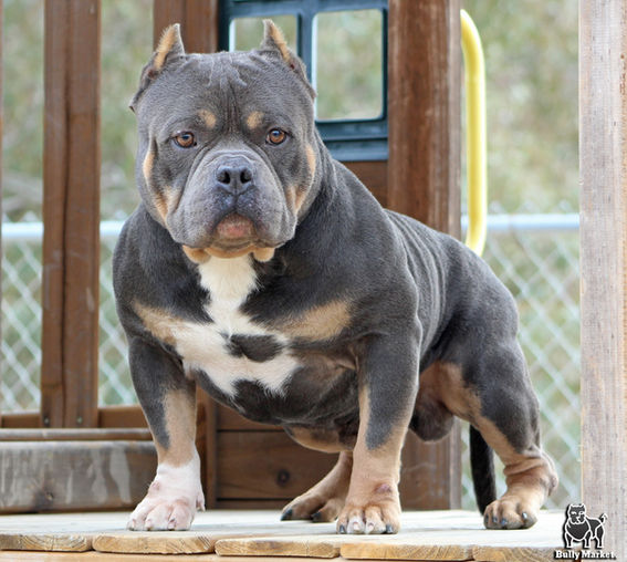 Bully Market Bando