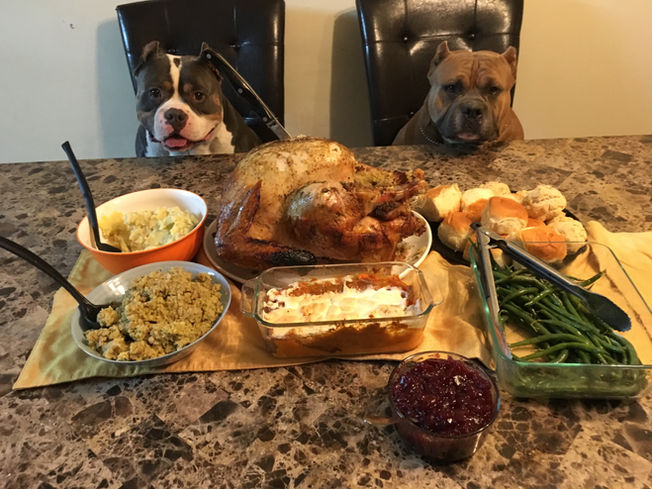 Bully Market Fun Dog Pics