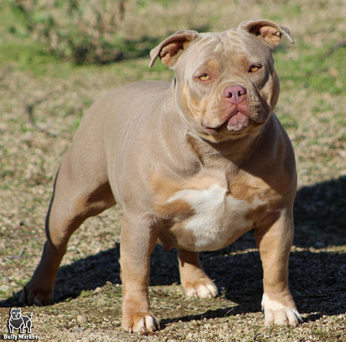 Bully Market Lavish