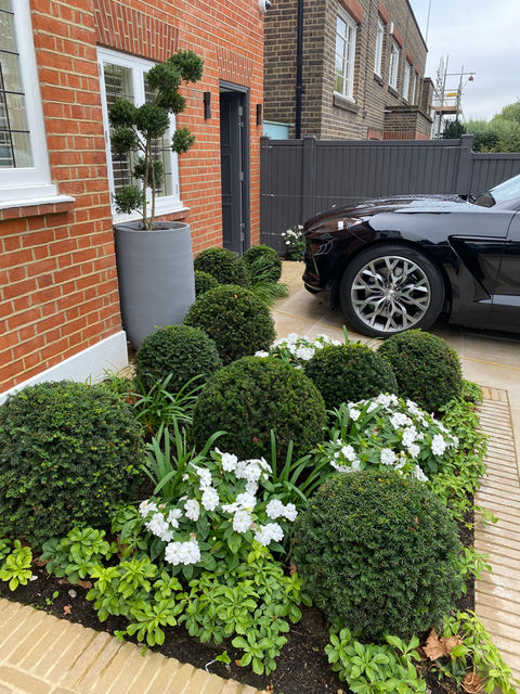 Taxus balls surrounded by perennial planting in front garden in Guildford