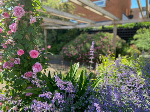 Planting Design for Communal Gardens in Henley upon Thames. Climbing Gertrude Jekyll, Nepeta 'Six Hills Giant' 