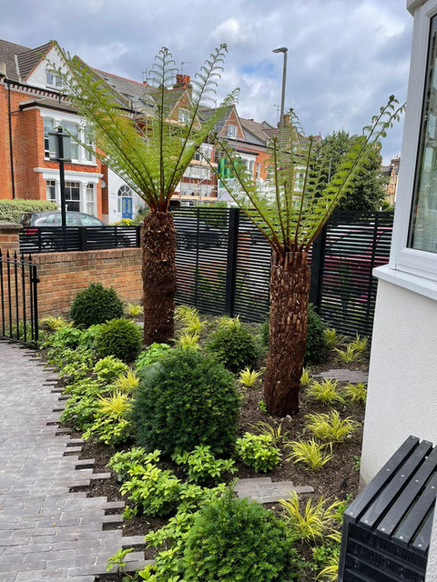 Front garden design with curb appeal. Tree ferns and yew balls with chelmer valley clay paver path