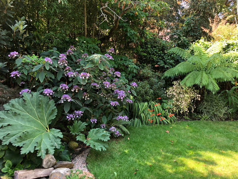 Planting Design with Gunnera plant, Hydrangea, tree ferns and Crocosmia - shady planting scheme.