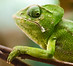 Chameleon on a Branch