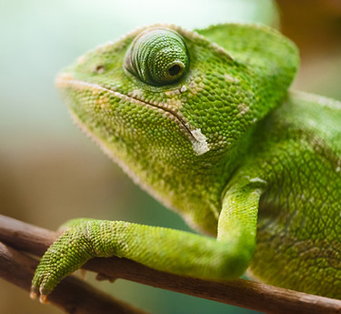 Chameleon on a Branch