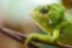 Chameleon on a Branch