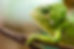 Chameleon on a Branch