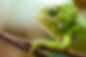Chameleon on a Branch