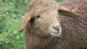 “Count Your Blessings, Instead of Sheep”