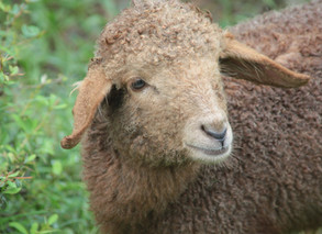 Sheep’s-eye