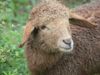 Sheep’s-eye