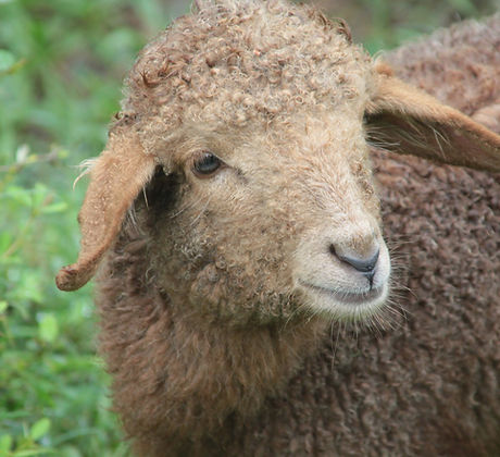 Sheep