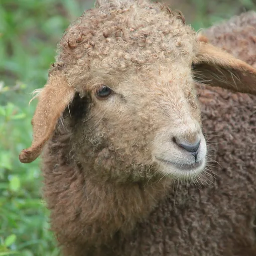 Mobile Petting Zoo Petting Zoo For Birthday Party In Atlanta