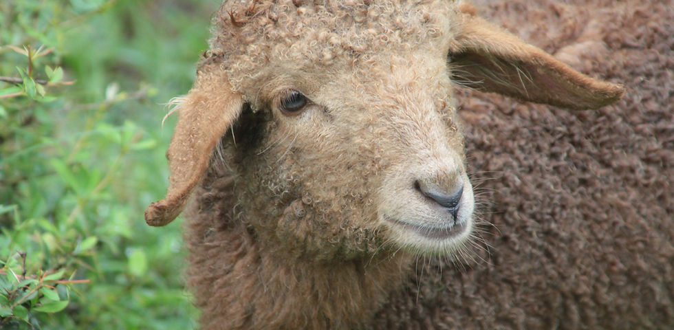 Sheep