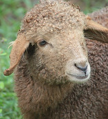Sheep