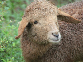 Understanding Microns: The Key to Choosing Soft Wool for Your Projects