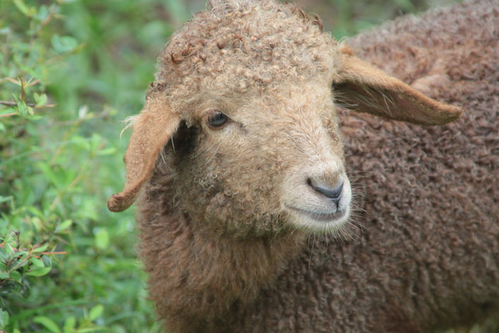 The Good Shepherd