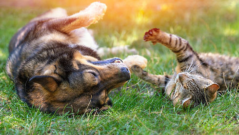 cat-and-dog-top.jpg