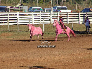 Animais são pintados de rosa em rodeio de Santana do Livramento, cidade gaúcha.