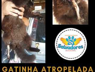 E os CRIMES contra ANIMAIS em Taquari/RS, NÃO PARAM!