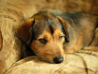 Texto: Animais de estimação, de Daphne Kich Becker