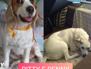 Animais são encaminados para cirurgia através da ONG OS SALVADORES