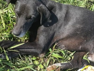 CRIME EM TAQUARI/RS: Cão abandonado estava sendo comido vivo por larvas na Aleixo Rocha