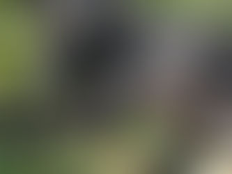 CRIME EM TAQUARI/RS: Cão abandonado estava sendo comido vivo por larvas na Aleixo Rocha