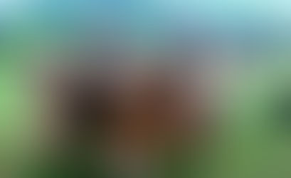 MP propõe Ação Direta de Inconstitucionalidade contra lei de carreiras de boi cangado em General Câm