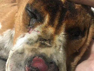 Vídeo mostra cachorro sendo queimado; dono é localizado e confessa o crime, diz polícia.