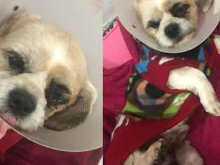 Cão vítima de maus tratos passa por cirurgia paga pela ONG OS SALVADORES