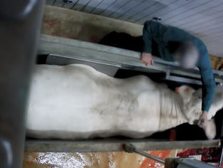 ONG de Proteção Animal, divulga vídeo de animais sendo cortados vivos em abatedouro