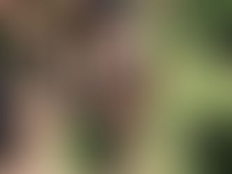 Cavalo em estado crítico é atendido em Santa Cruz do Sul