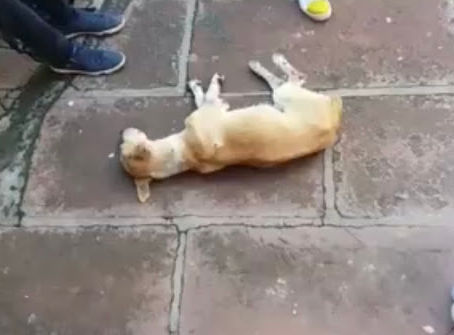 Instituto OS SALVADORES resgata animal com cinomose avançada