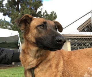 Cadela é abandonada em abrigo e vê antigos tutores procurarem por outro animal