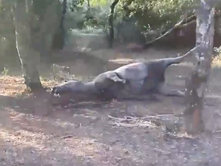 Dias após o Rodeio de Taquari/RS, cavalo é encontrado morto com a pata quebrada