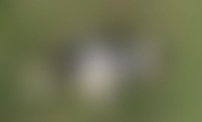 Cão é amarrado e morto a marteladas em Santana do Livramento/RS