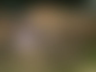 ONG OS SALVADORES atende cavalo em estado crítico em Taquari/RS